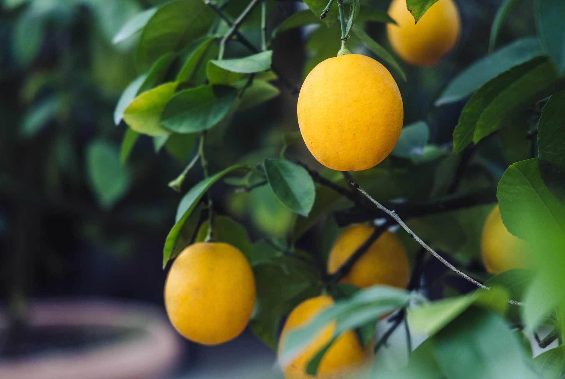 do-lemon-trees-grow-in-ohio