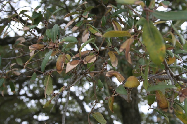 do live oak trees lose their leaves