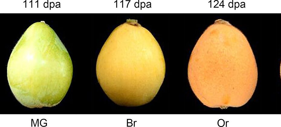 Do Loquats Ripen off the Tree