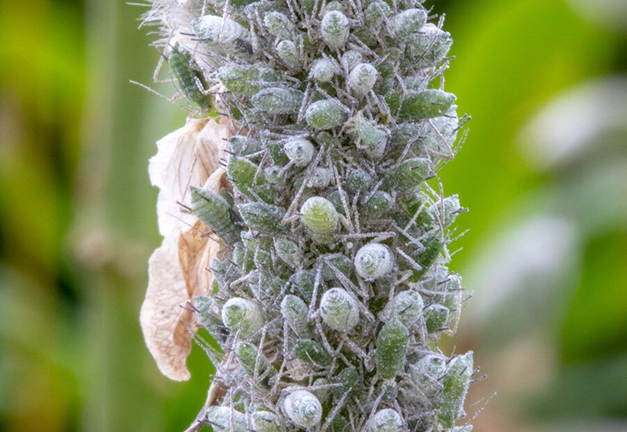 do lupin aphids spread to other plants