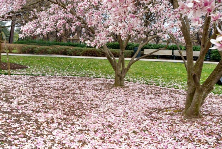 do magnolia trees bloom twice a year