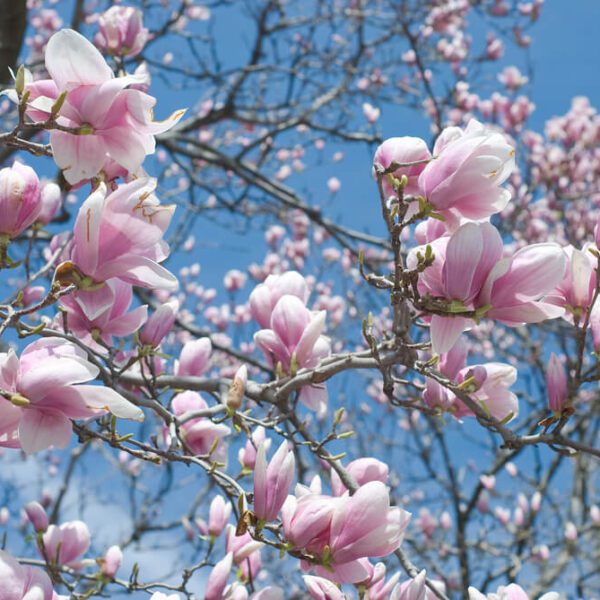 do magnolia trees need a lot of water