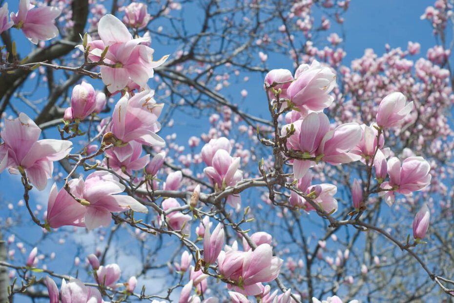 do magnolia trees need a lot of water