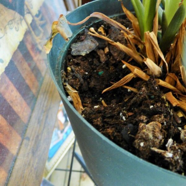 do mice burrow in houseplants