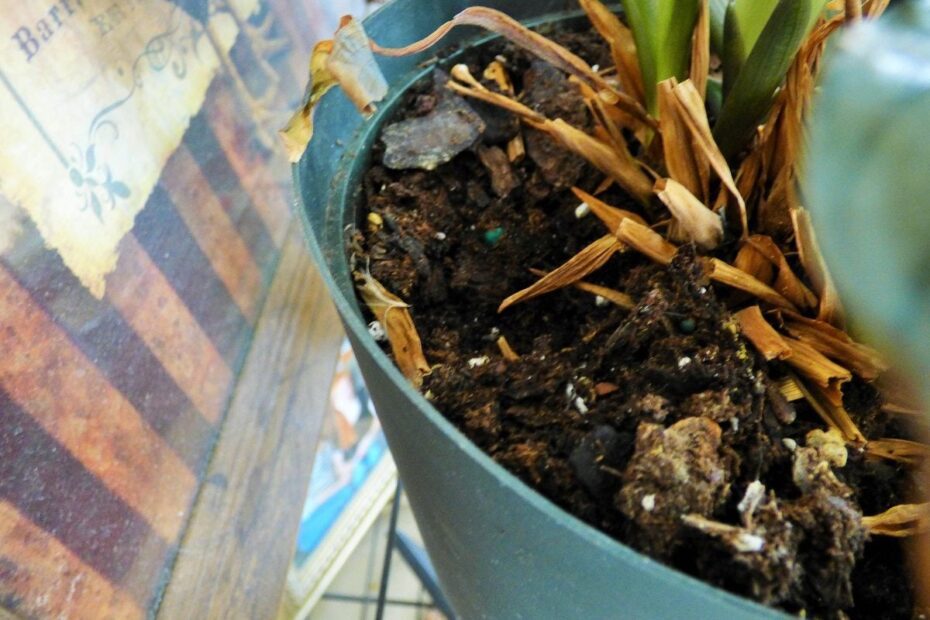 do mice burrow in houseplants