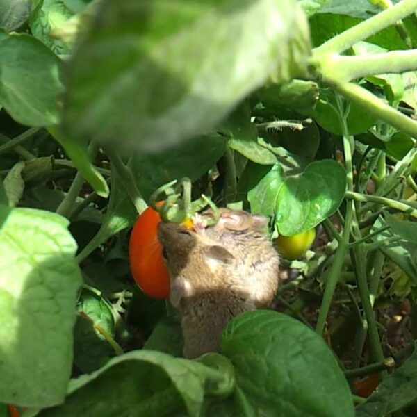 do mice eat tomato plants