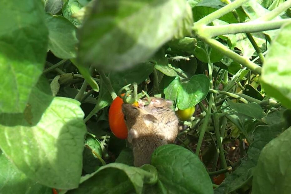 do mice eat tomato plants