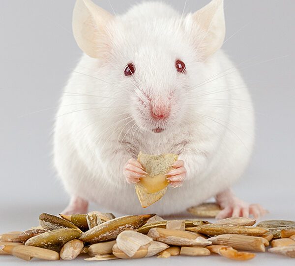 do mice like sunflower seeds