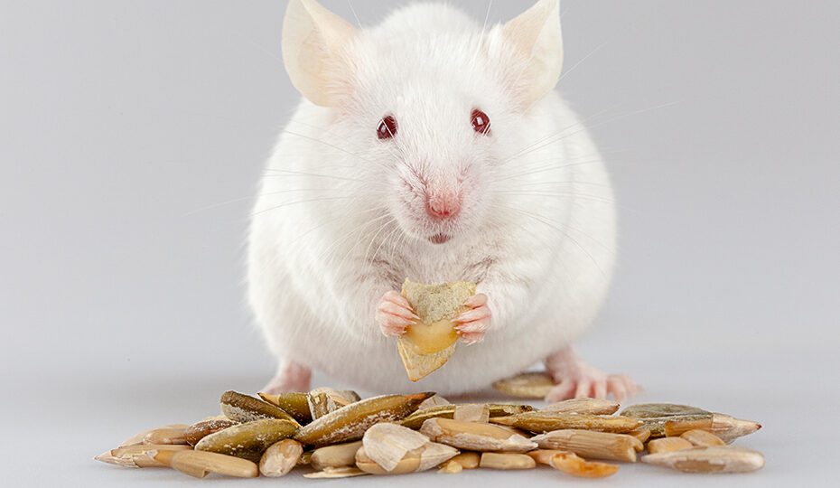 do mice like sunflower seeds