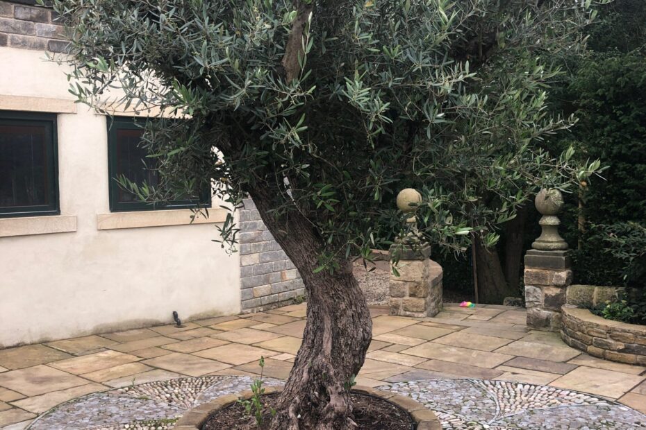 do olive tree leaves grow back