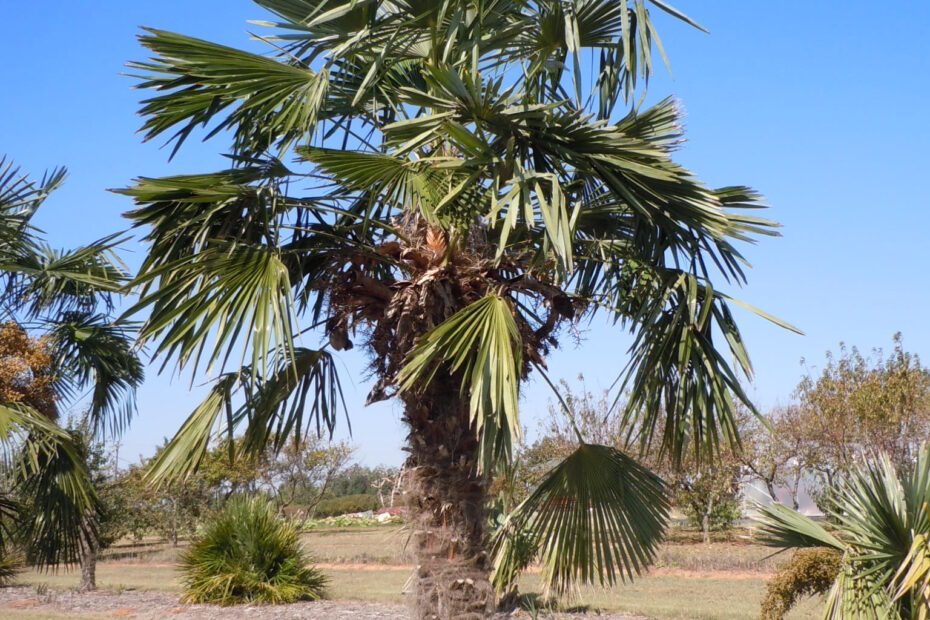 Do Palm Trees Grow in Georgia