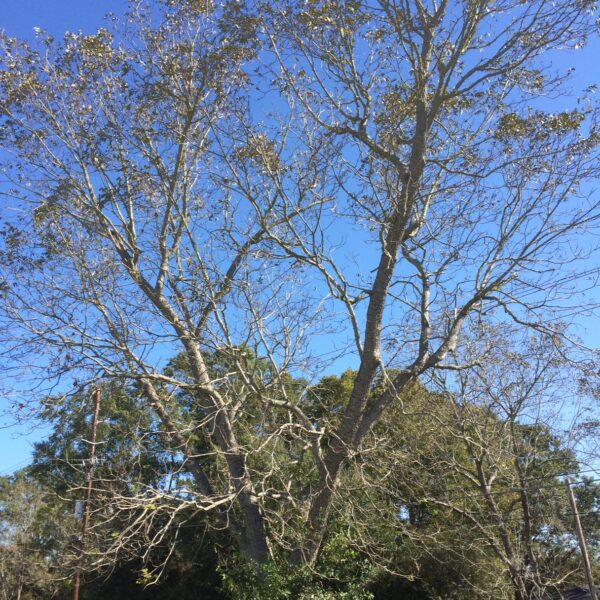 do pecan trees lose their leaves