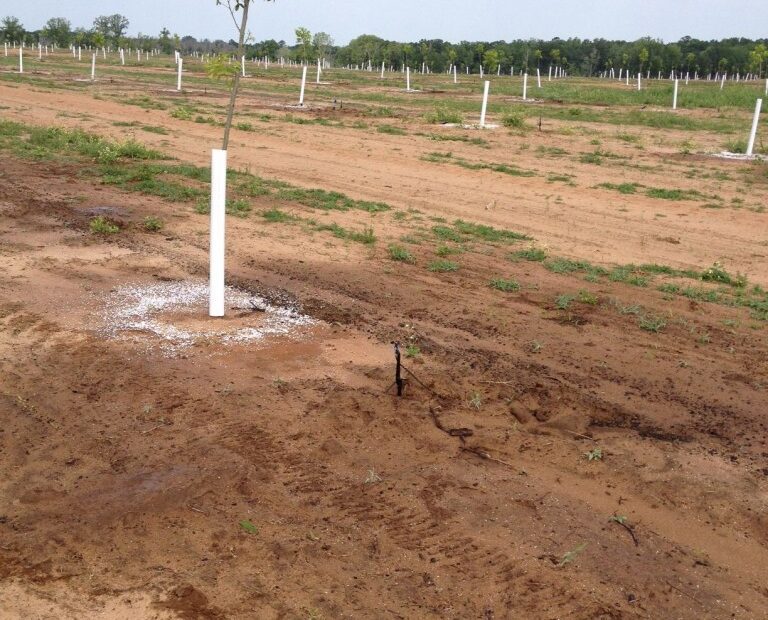 do pecan trees need a lot of water