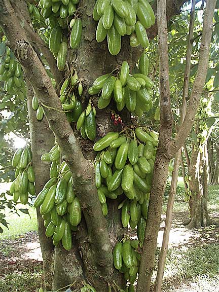 do pickles grow on trees