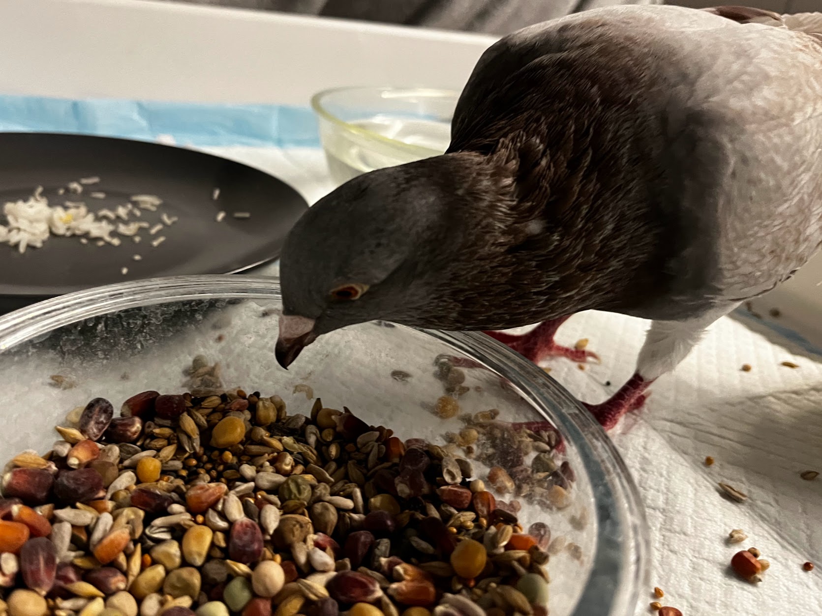 Do Pigeons Eat Sunflower Seeds