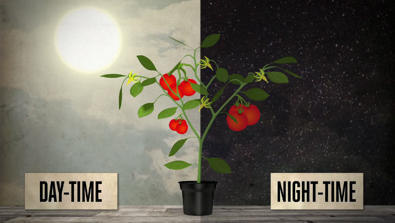 Do Plants Grow at Night or Day