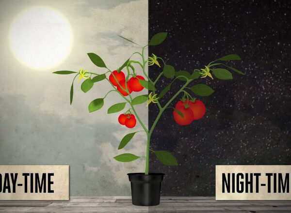 do plants grow more at night or day