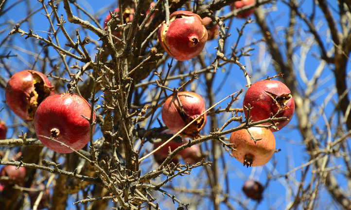 do pomegranate trees lose their leaves in the winter