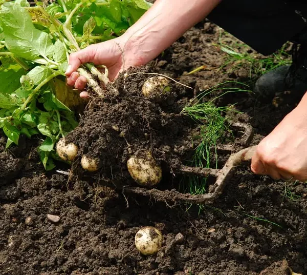 do potatoes like mushroom compost