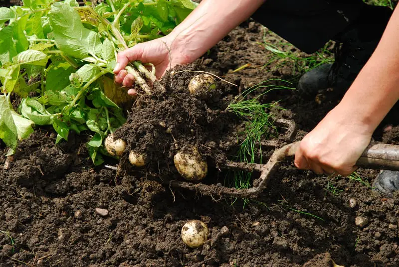 do potatoes like mushroom compost