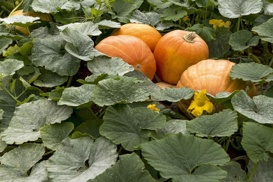 Do Pumpkin Plants Come Back Every Year