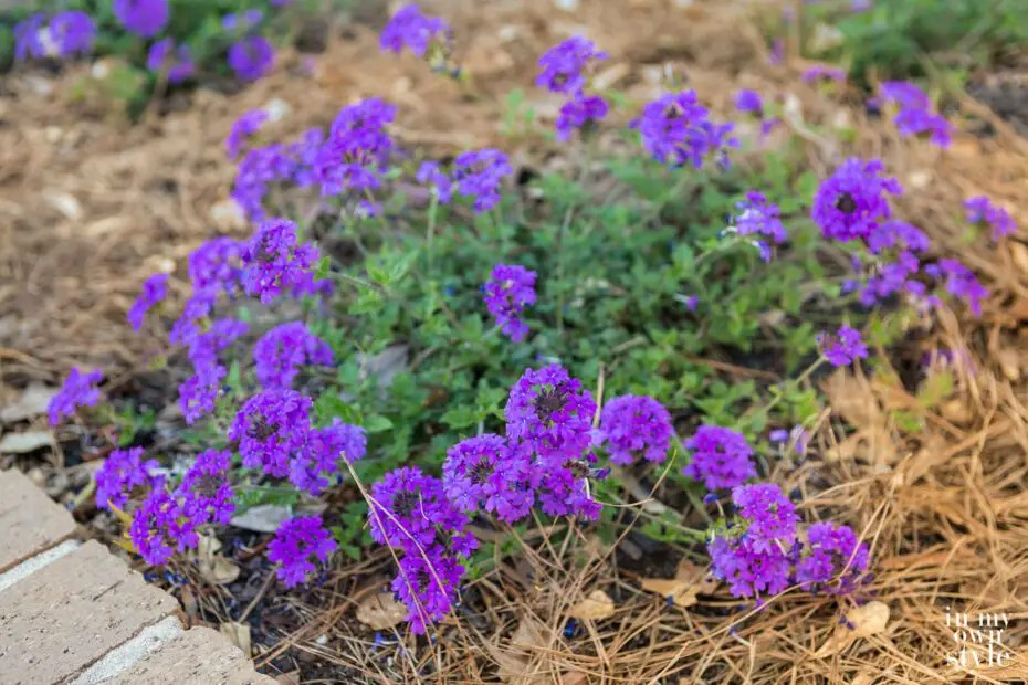 Do Rabbits Eat Balloon Flowers – Up-Gardening