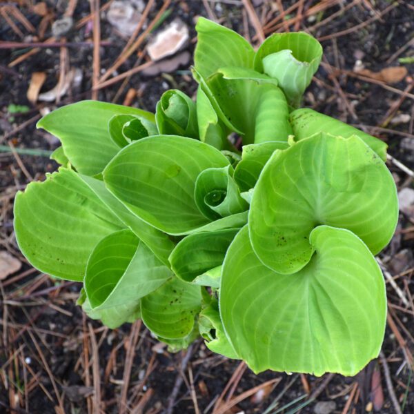 do rabbits eat hosta plants