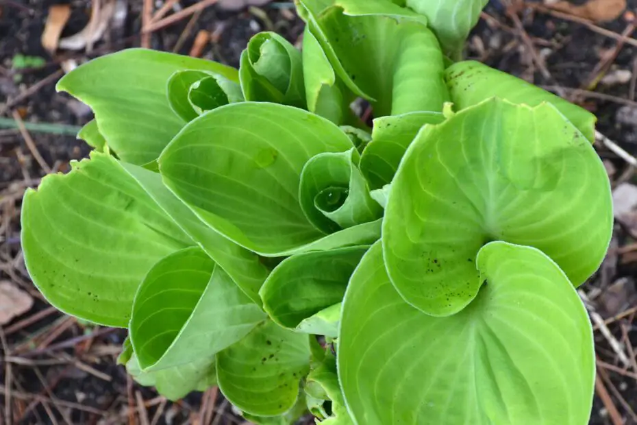 do rabbits eat hosta plants