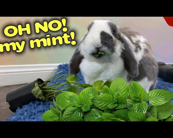 do rabbits eat mint plants
