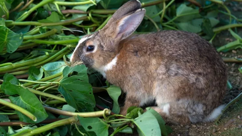 Do Rabbits Eat Pepper Plants – Up-Gardening