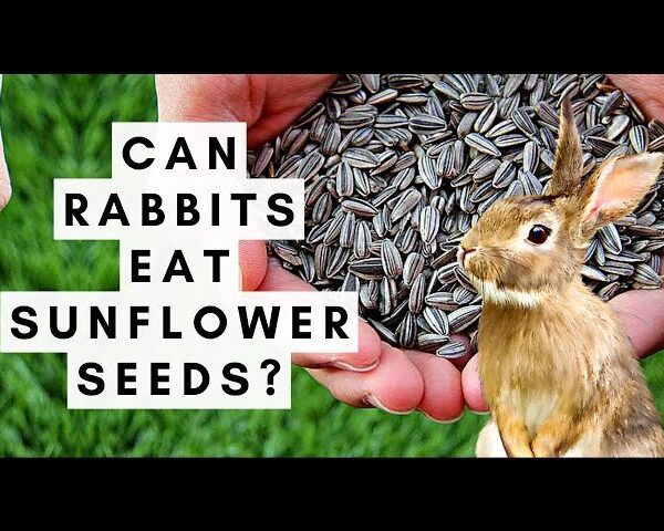 do rabbits eat sunflower plants