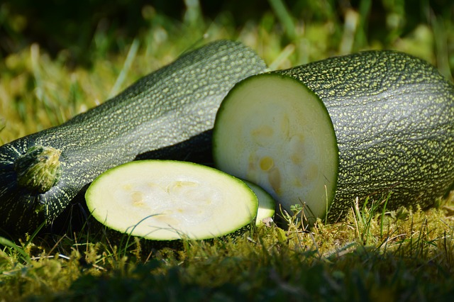 Do Rabbits Eat Zucchini Plants