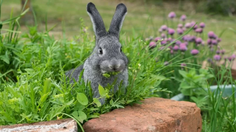 Do Rabbits Like Coneflowers