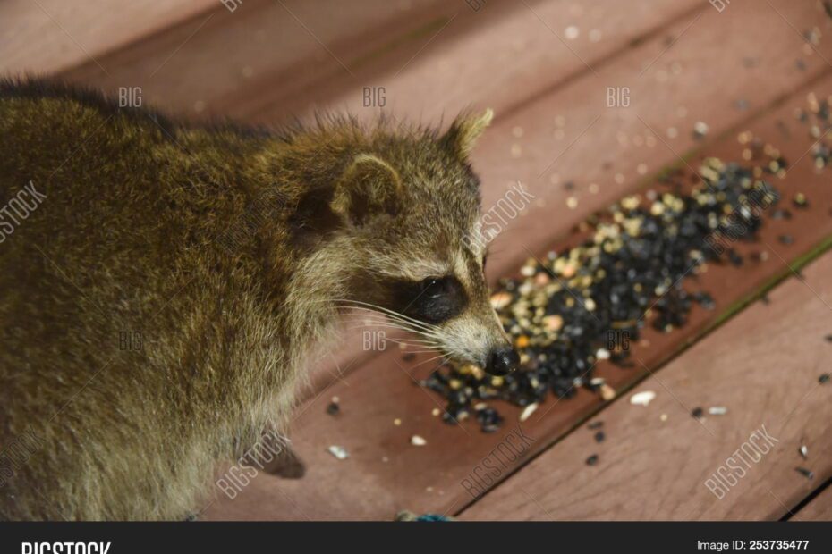 Do Raccoons Eat Sunflower Seeds