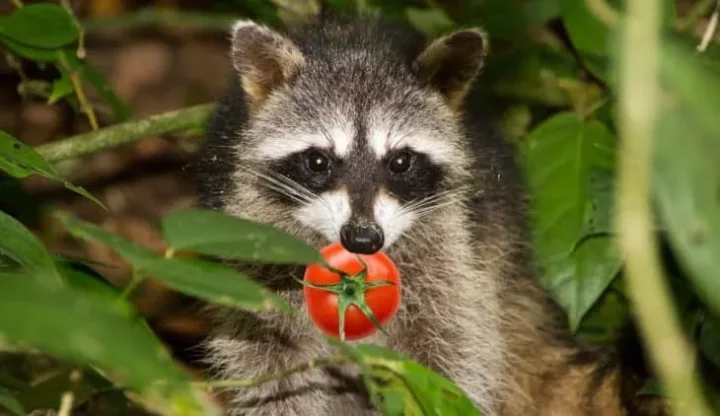 Do Racoons Eat Tomato Plants