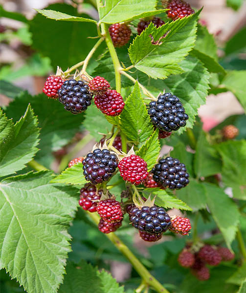 Do Raspberries and Blackberries Grow on the Same Plant