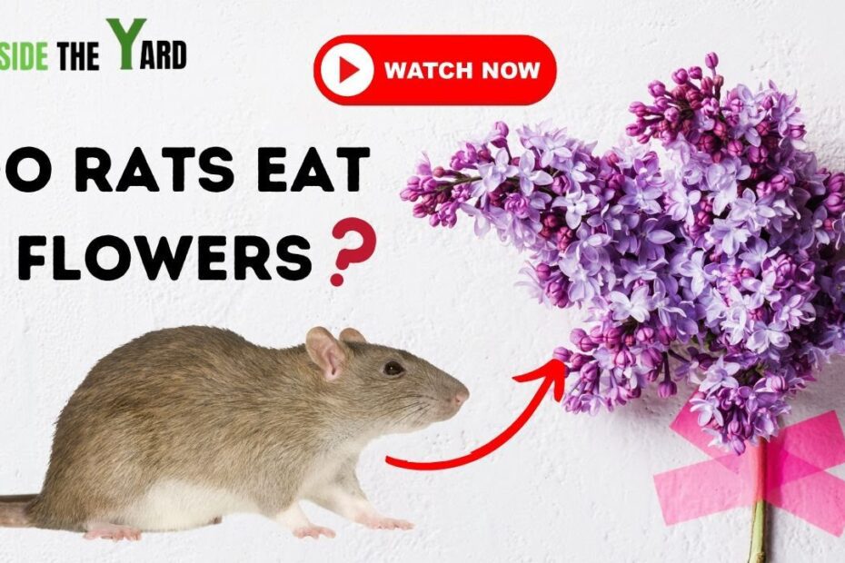 Do Rats Eat Roses