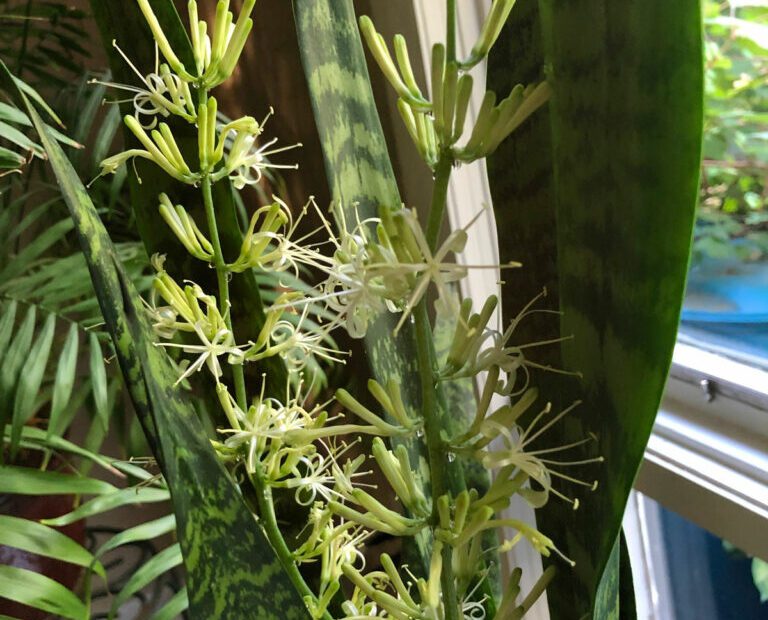 do snake plants bloom when stressed