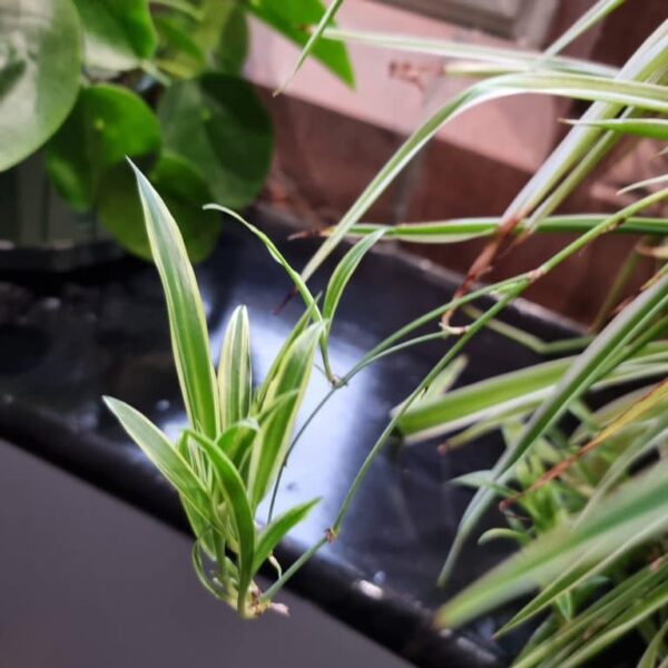 do spider plants attract spiders