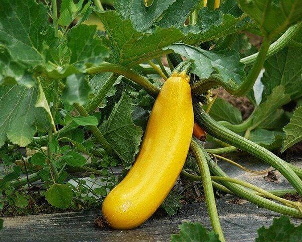 do squash plants like coffee grounds