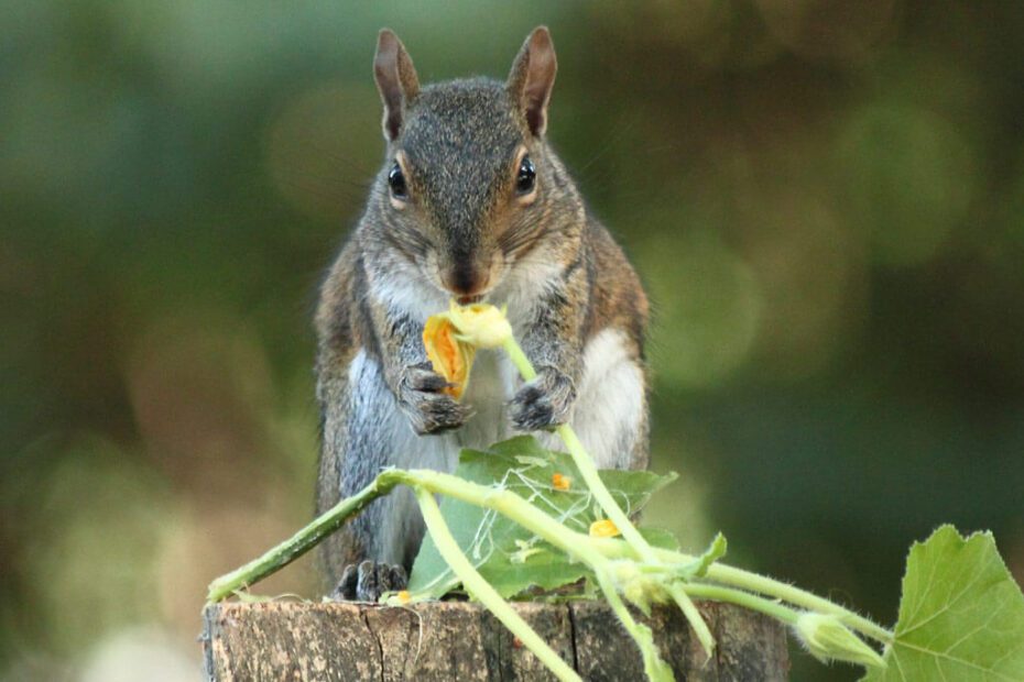 Do Squirrels Eat Herbs