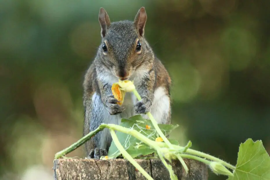 do squirrels eat lettuce plants