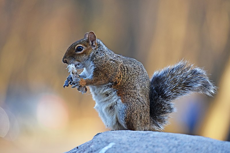 Do Squirrels Eat Milkweed