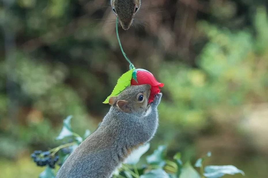 do squirrels eat roses