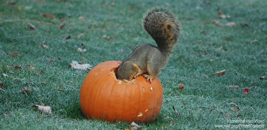 do squirrels like pumpkin seeds