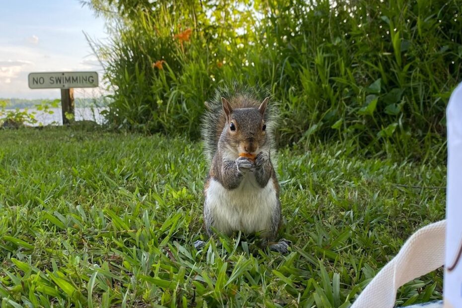 Do Squirrels Plant Trees