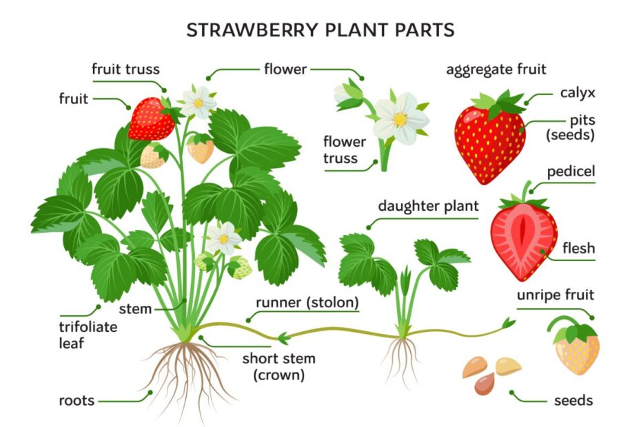 Do Strawberry Plants Have Thorns