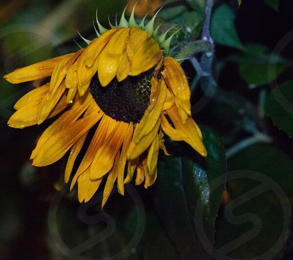 do sunflowers close up at night
