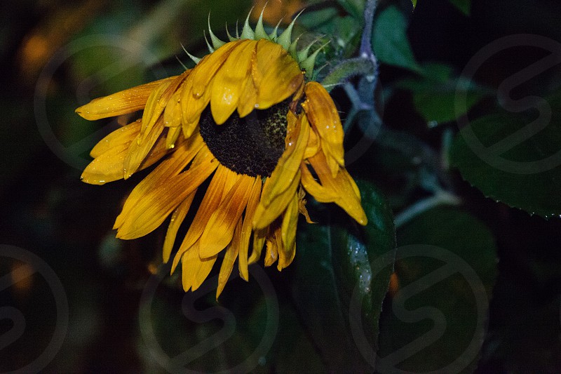 do sunflowers close up at night