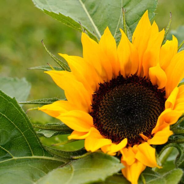 do sunflowers like coffee grounds